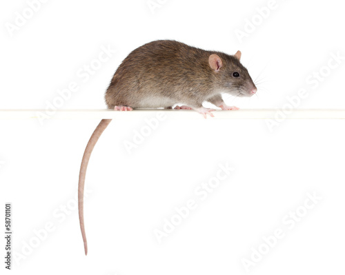 rat on a perch