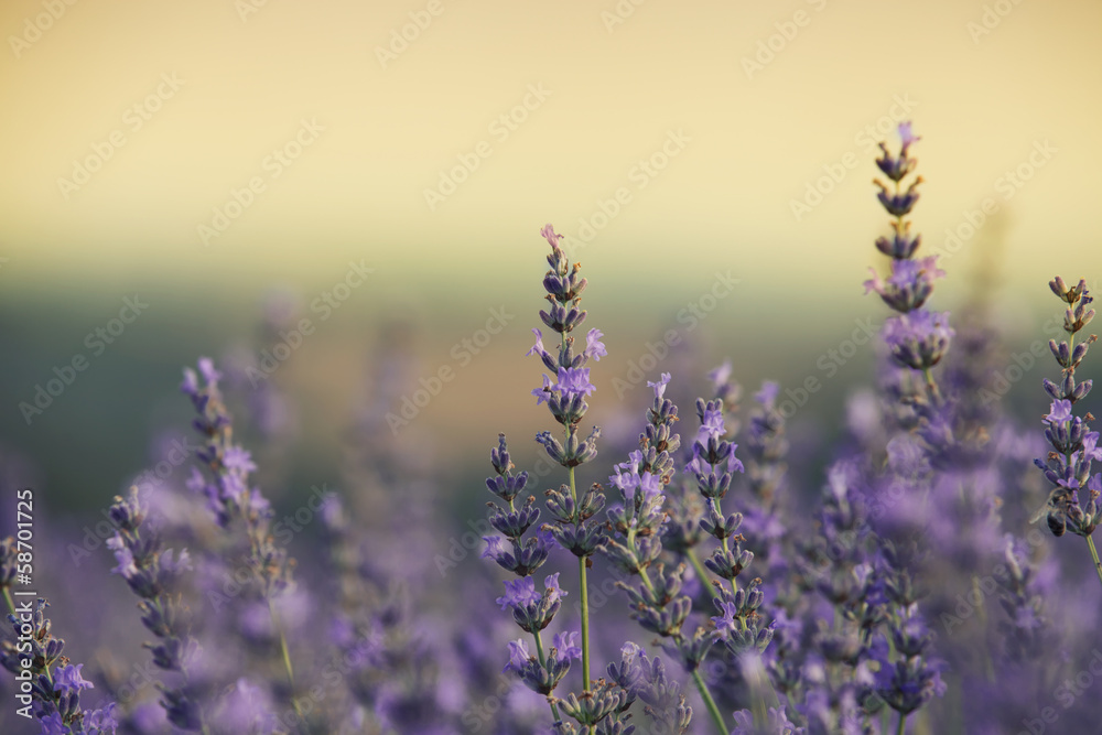 Obraz premium lavender field