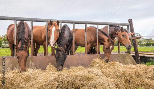 Horses eating at a feed fence