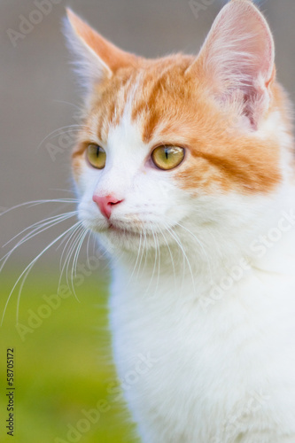 Chat 5