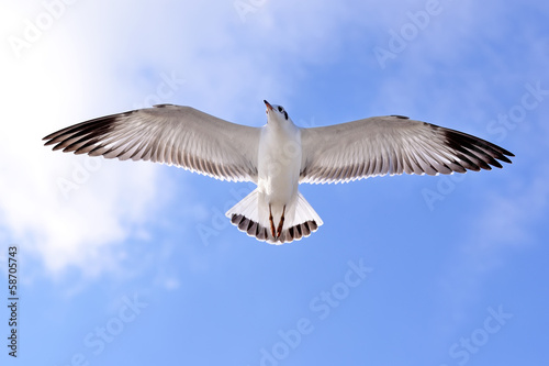 seagulls © anake