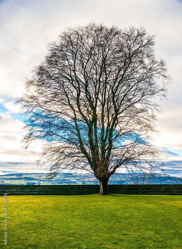 Obraz premium Field,tree and clouds in a blue sky