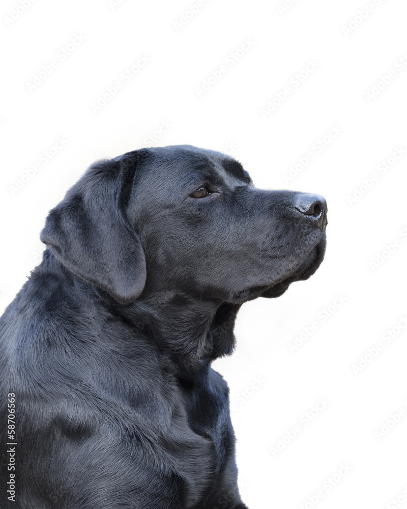 Portrait of a Young Female Labrador Retriever