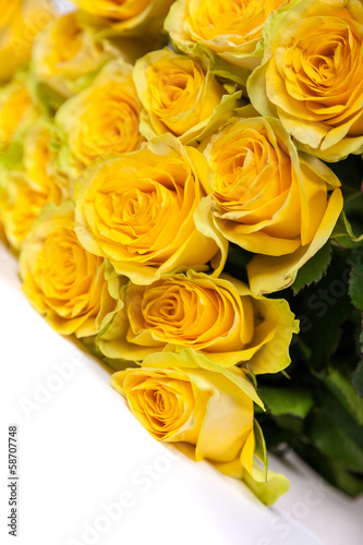 Group of fresh yellow roses