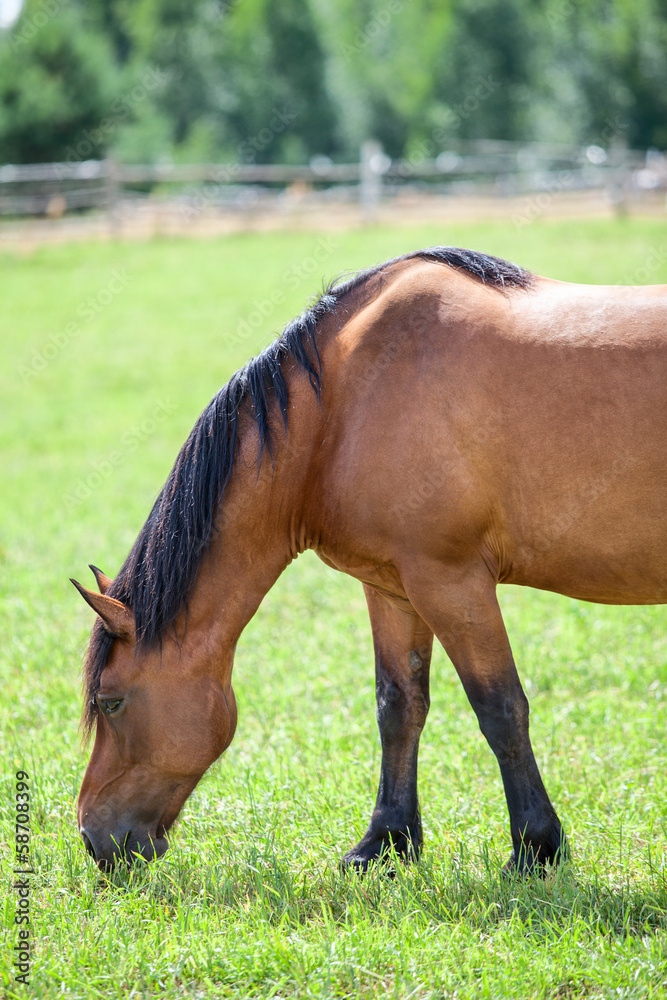 Fototapeta premium Chestnut horse grazing in the meadow. Closeup view