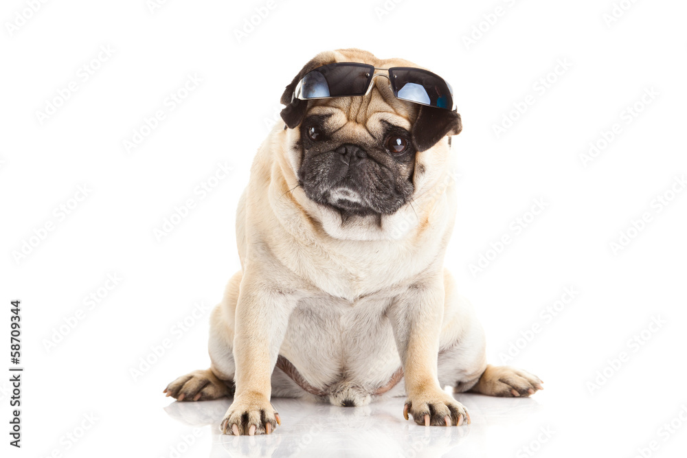 Obraz premium pug dog glasses isolated on white background