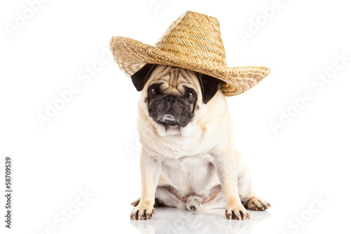pug dog mexican hat isolated on white background © nemez210769