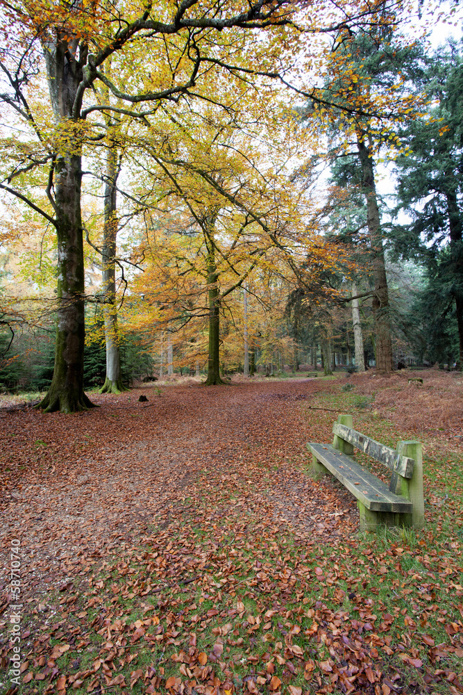 Tranquil seated area in the autumn forset