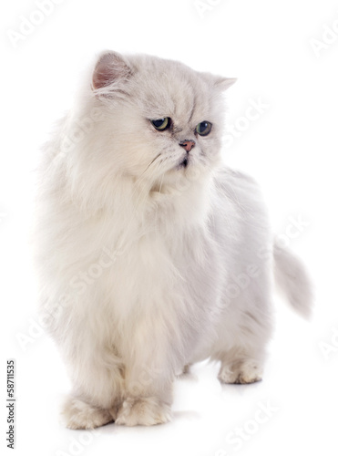 white persian cat