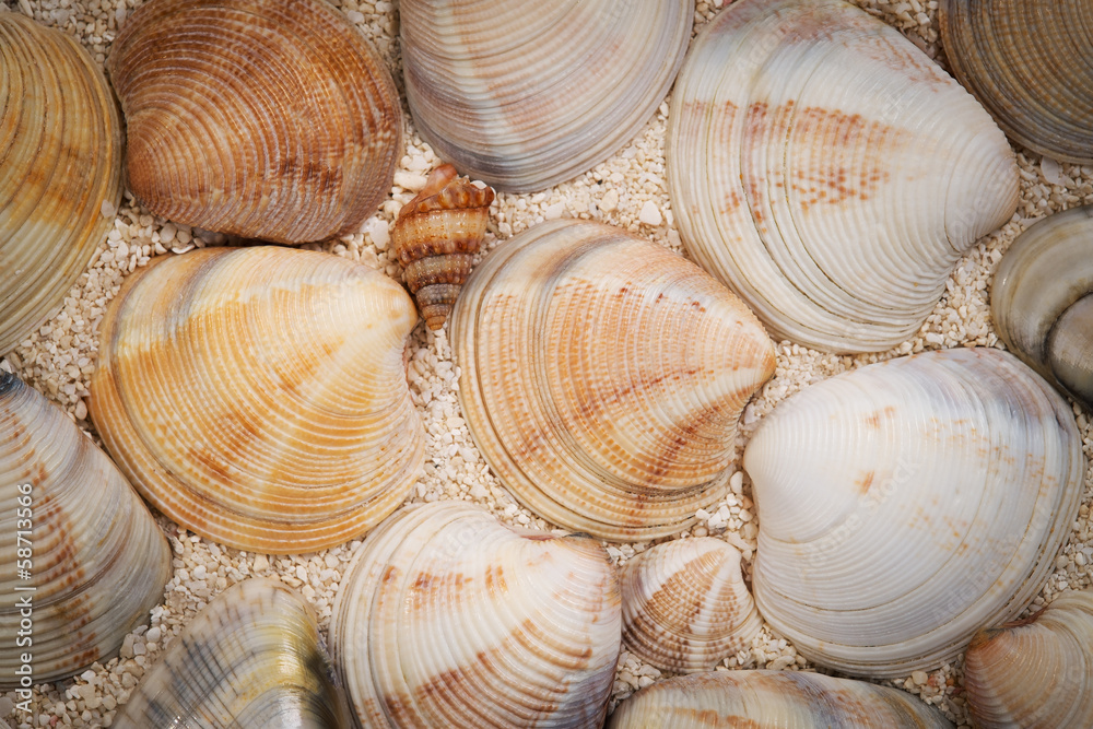 Sea shells on sand as background