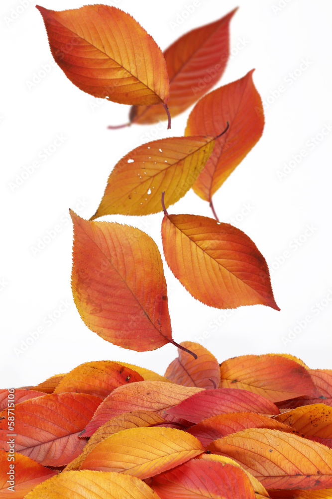 Fototapeta premium 落ち葉/桜