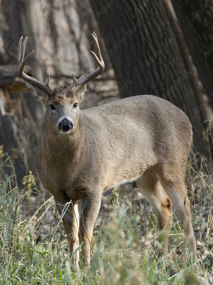 Large Whtetail Deer Large Whtetail Deer