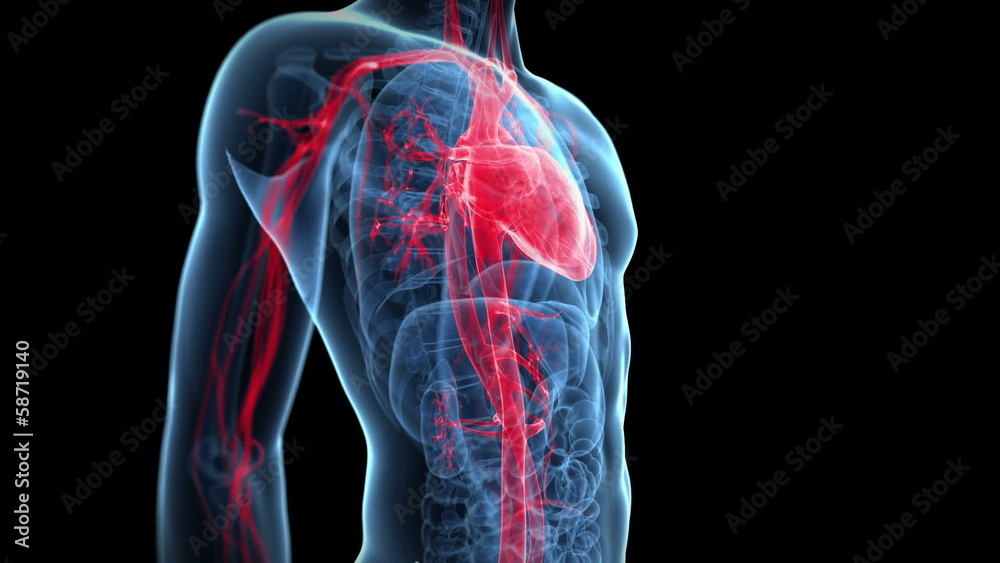 vascular system 
