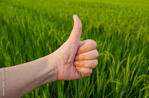 Hand with thumb up infront of green peddy field background © gamelover