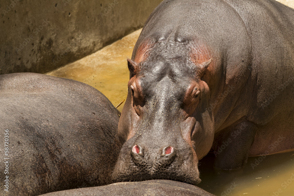 Hippo resting snout on another Hippo's backside