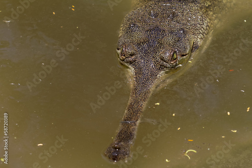 Lurking Crocodile
