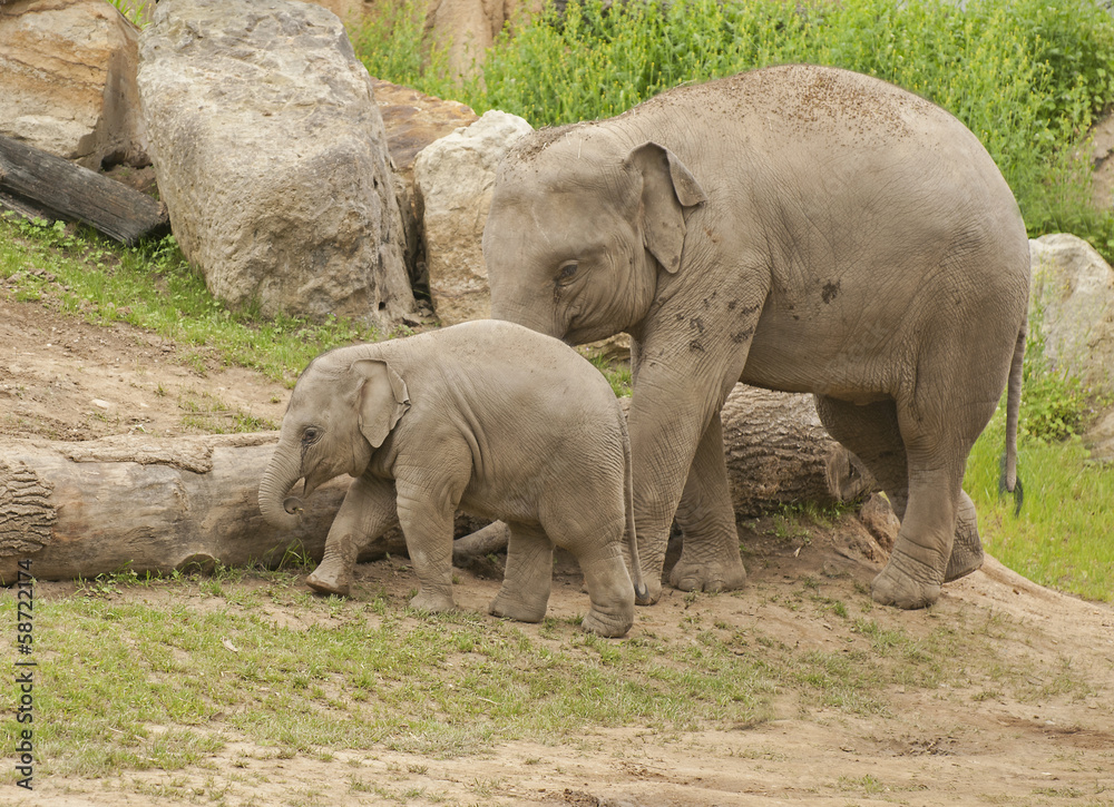 Fototapeta premium Elephant