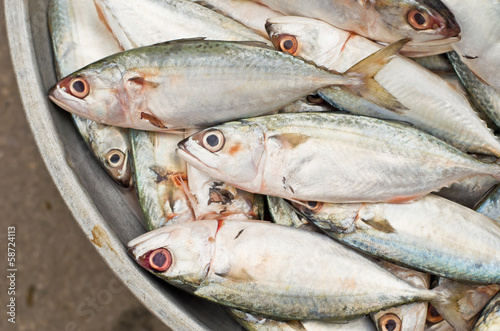 Fresh sardine fish at market