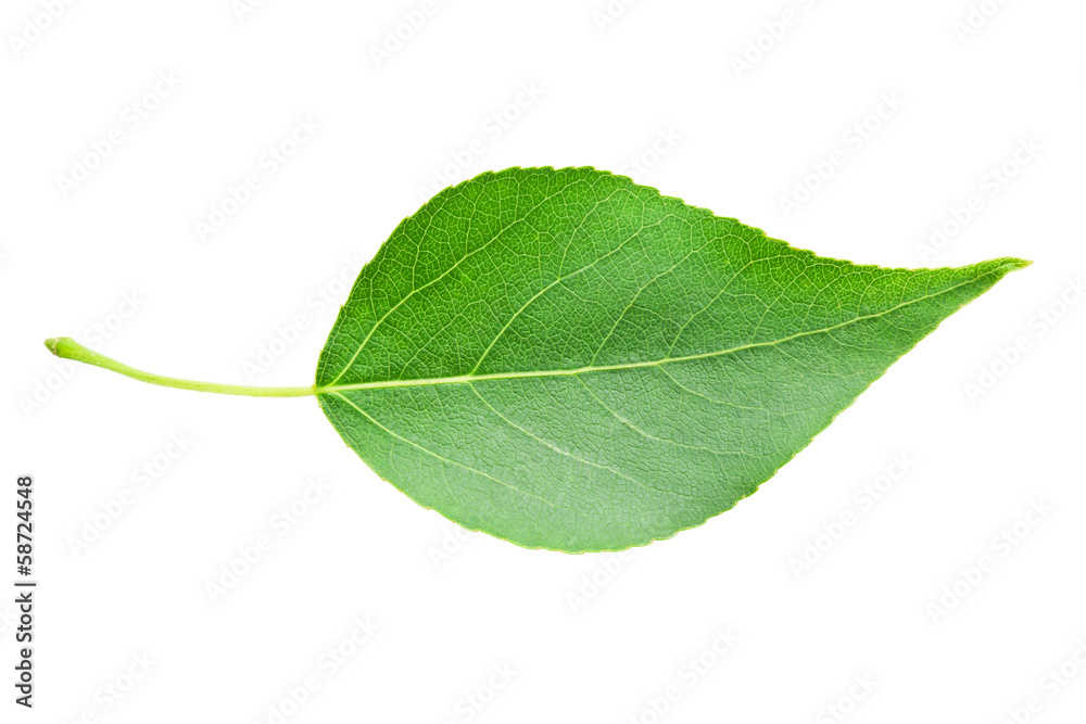 Obraz premium Green leaf