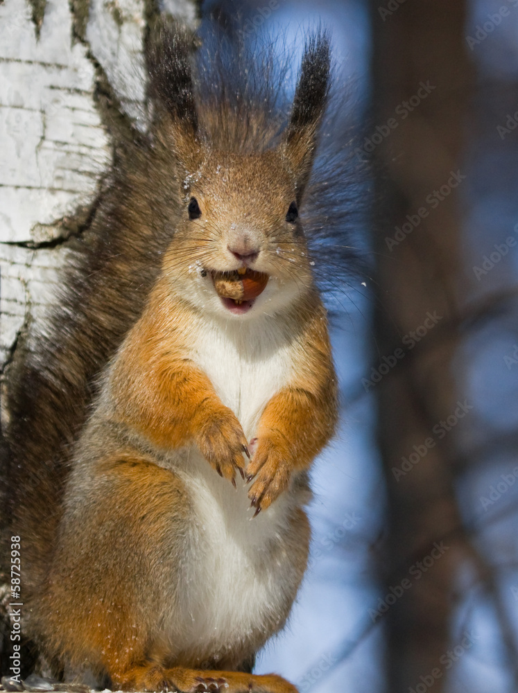 Fototapeta premium Squirrel with a hazelnut in the teeth