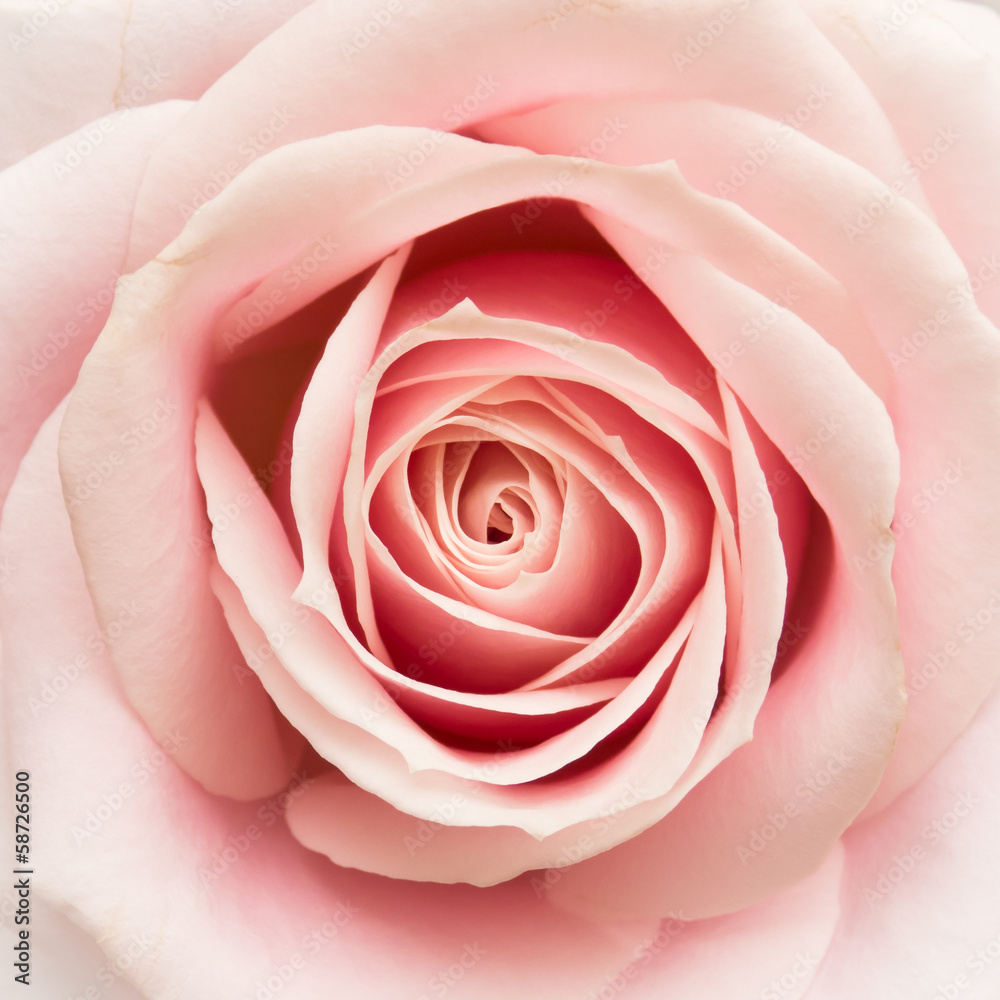 Rose Closeup - obrazy, fototapety, plakaty 
