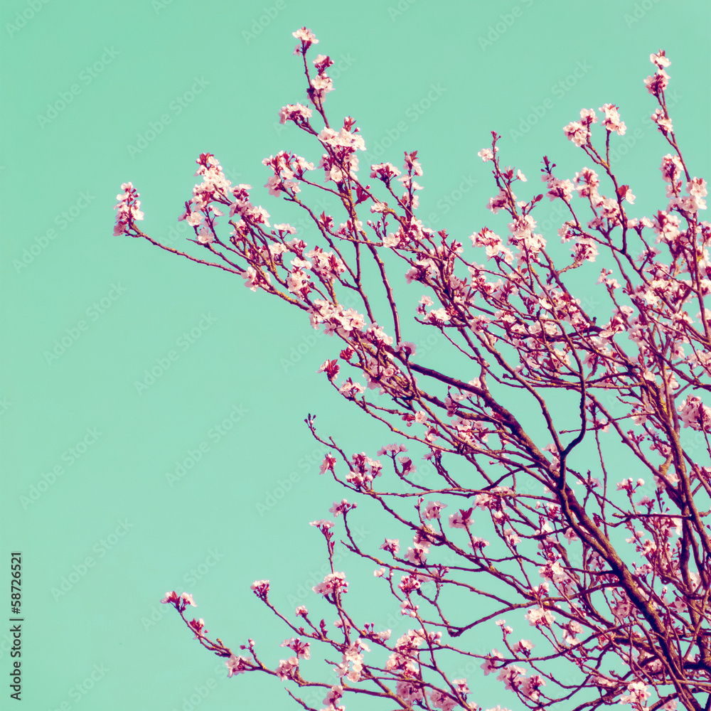 Fototapeta premium Retro Cherry Blossom
