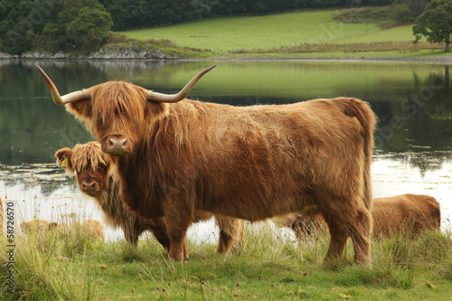 Scottish highland cow in field