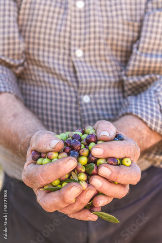 hands of farmer with olives