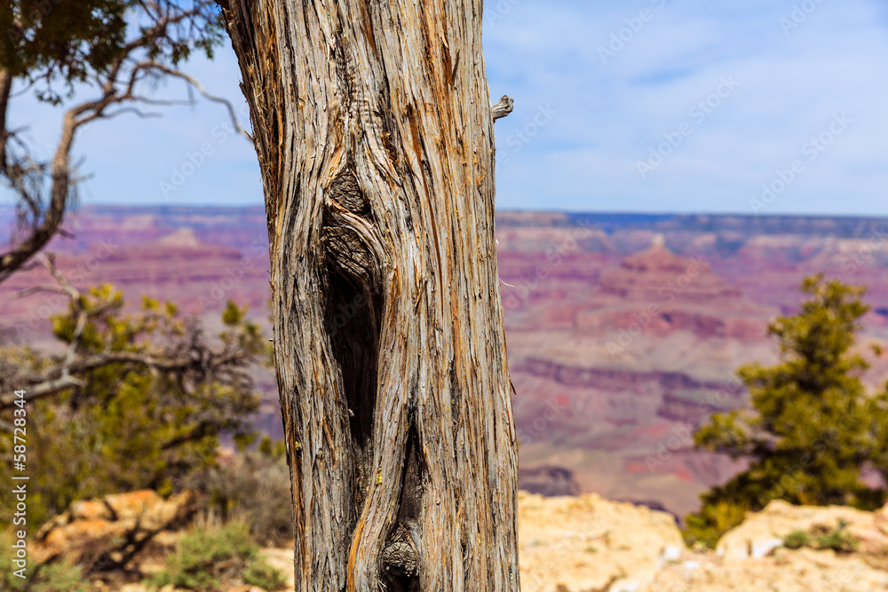 Arizona Grand Canyon Juniper tree trunk texture Arizona Grand Canyon Juniper tree trunk texture