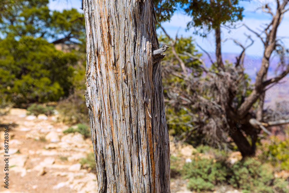 Arizona Grand Canyon Juniper tree trunk texture