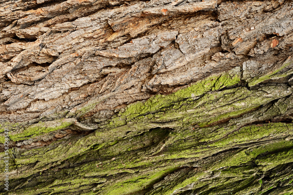 Gray and green tree bark