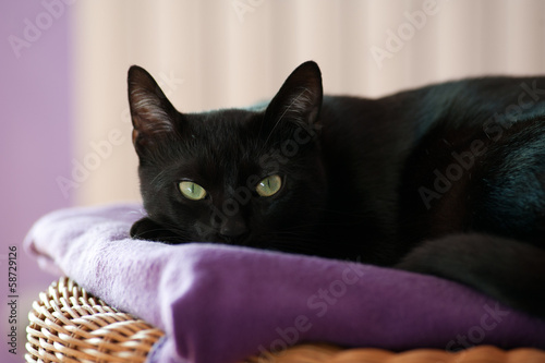 gatto nero