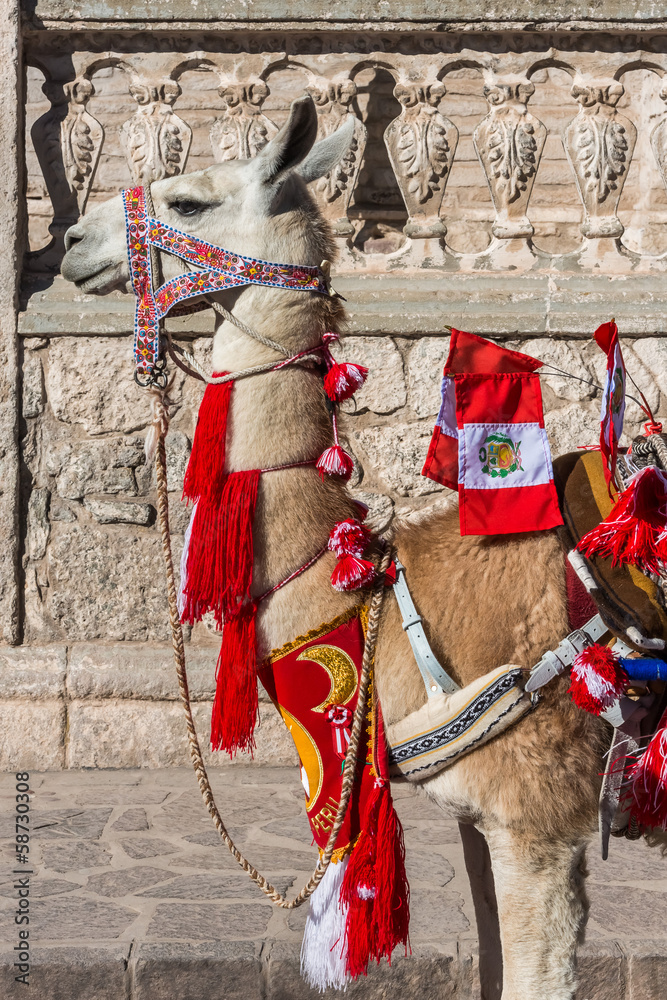 Obraz premium Llama with peruvian flags Arequipa Peru