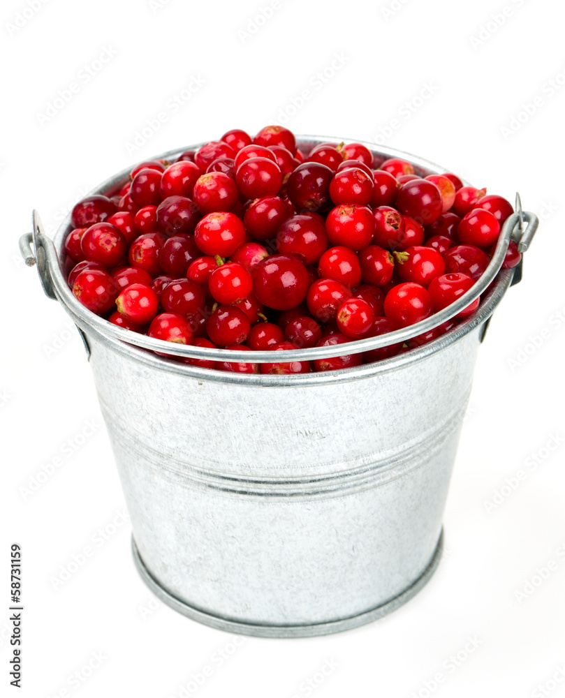 cowberries in a bucket isolated on white cowberries in a bucket isolated on white