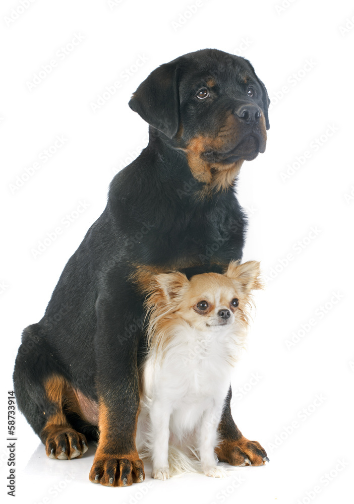 rottweiler and chihuahua