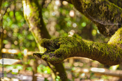 Tree like a hand at rainforest in La Gomera island - Canary Spai photo