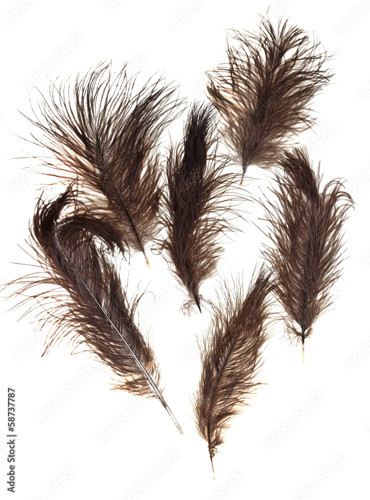 Obraz premium bird feathers