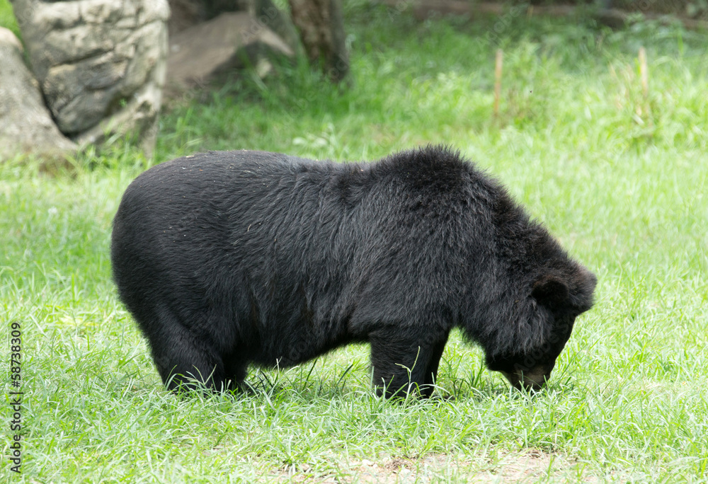 Fototapeta premium bear