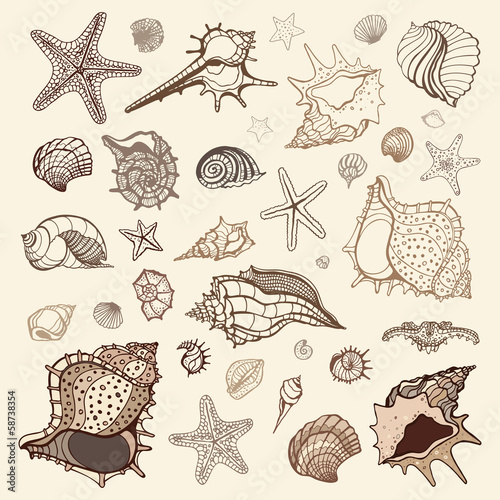 Sea shells collection.