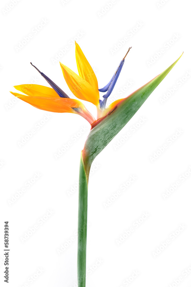 Obraz premium Strelitzia