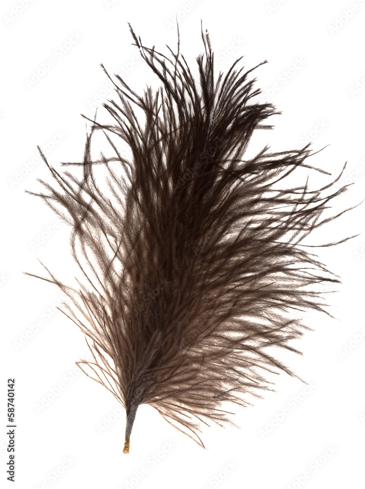 Obraz premium bird feather