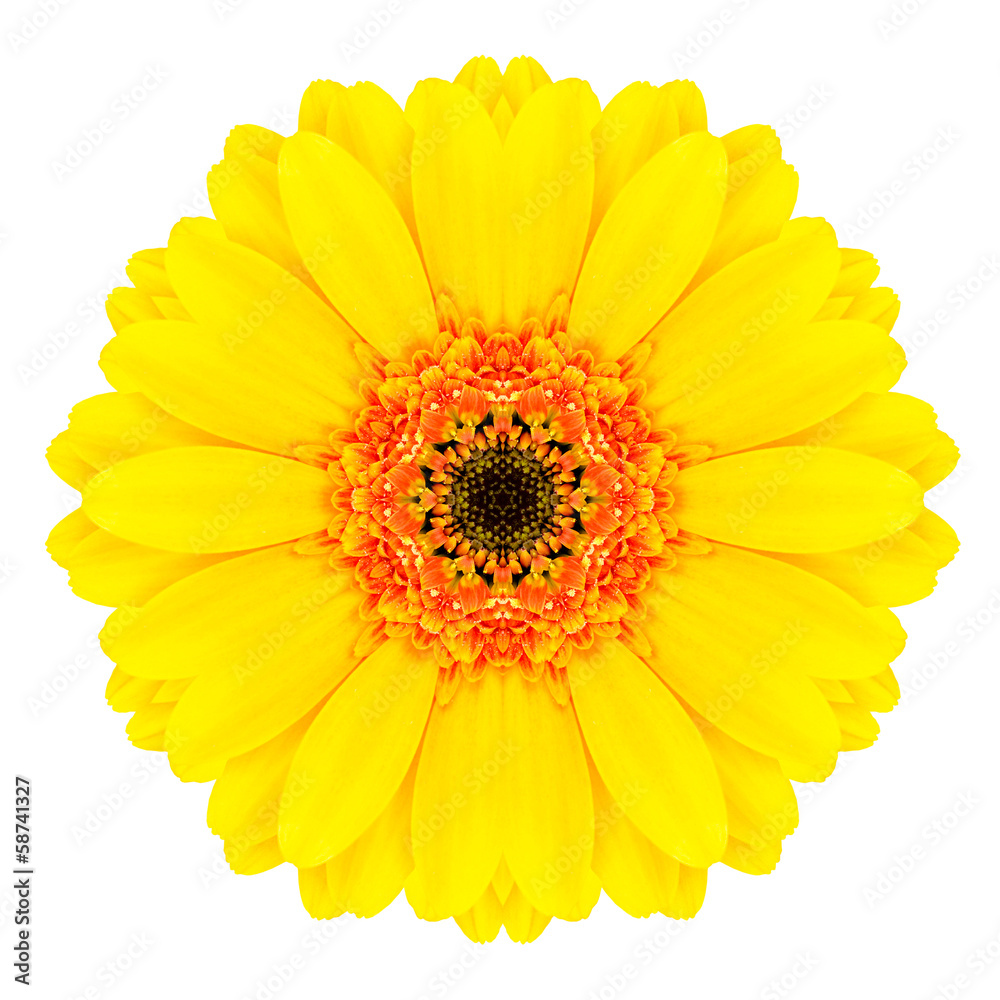 Yellow Concentric Gerbera Flower Isolated on White. Mandala Yellow Concentric Gerbera Flower Isolated on White. Mandala