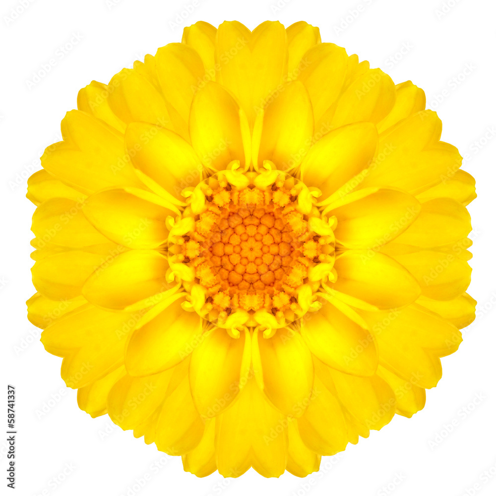 Yellow Concentric Daisy Flower Isolated on White. Mandala Yellow Concentric Daisy Flower Isolated on White. Mandala