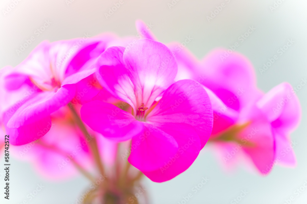 beautiful purple muscatel flower