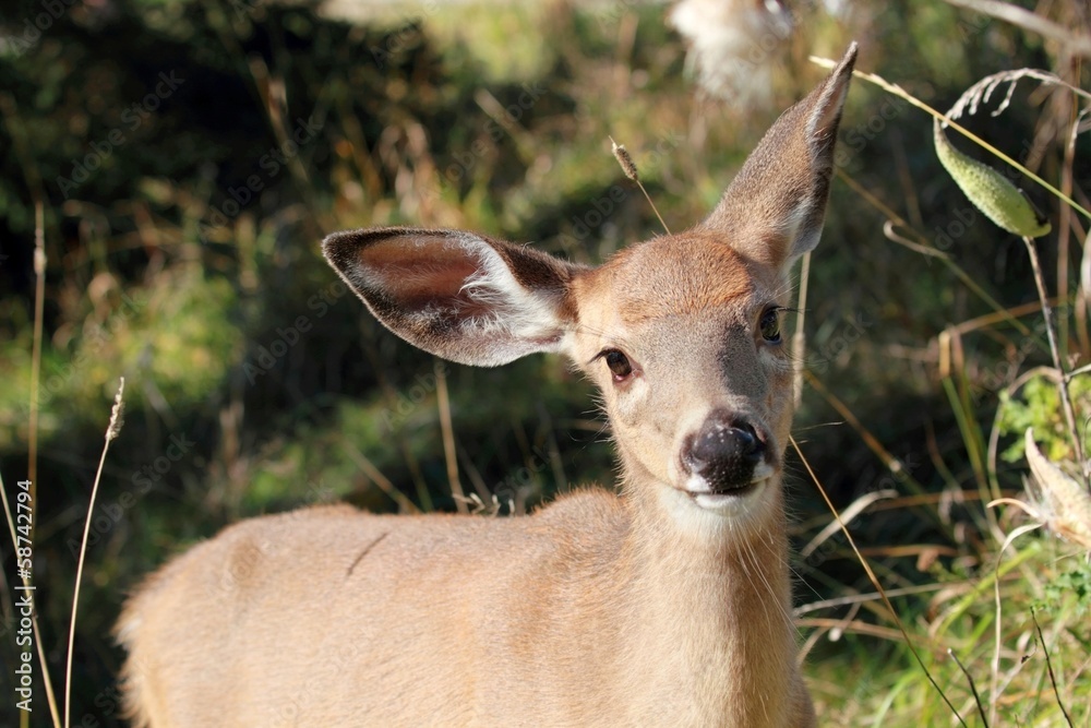 Fototapeta premium beau cerf