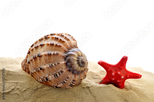 Shell with starfish in the sand isolated on white
