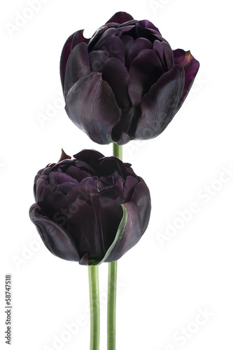 Fototapeta Naklejka Na Ścianę i Meble -  tulip