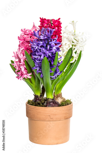 pink  white blue hyacinth flower in pot