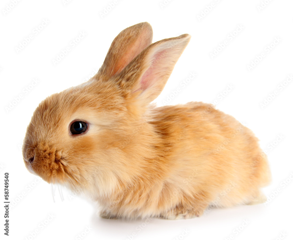 Fluffy foxy rabbit isolated on white