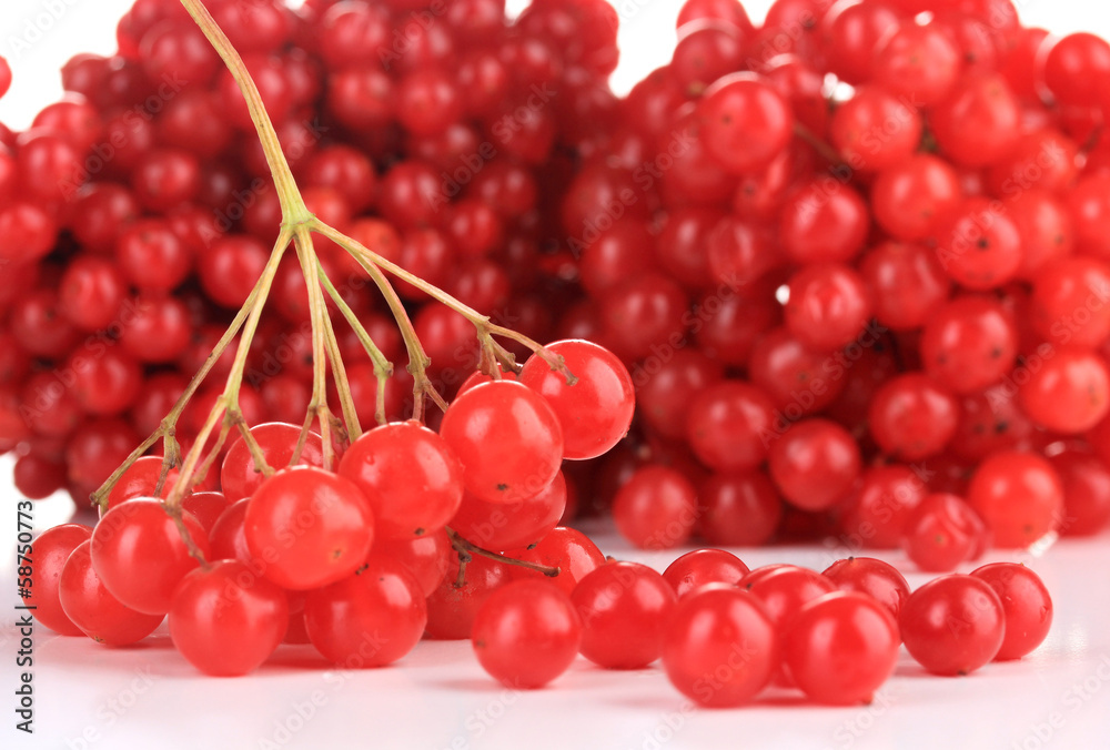 Red berries of viburnum close up Red berries of viburnum close up
